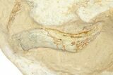 Fossil Tortoise (Stylemys) with Visible Limb Bone - Wyoming #281492-6
